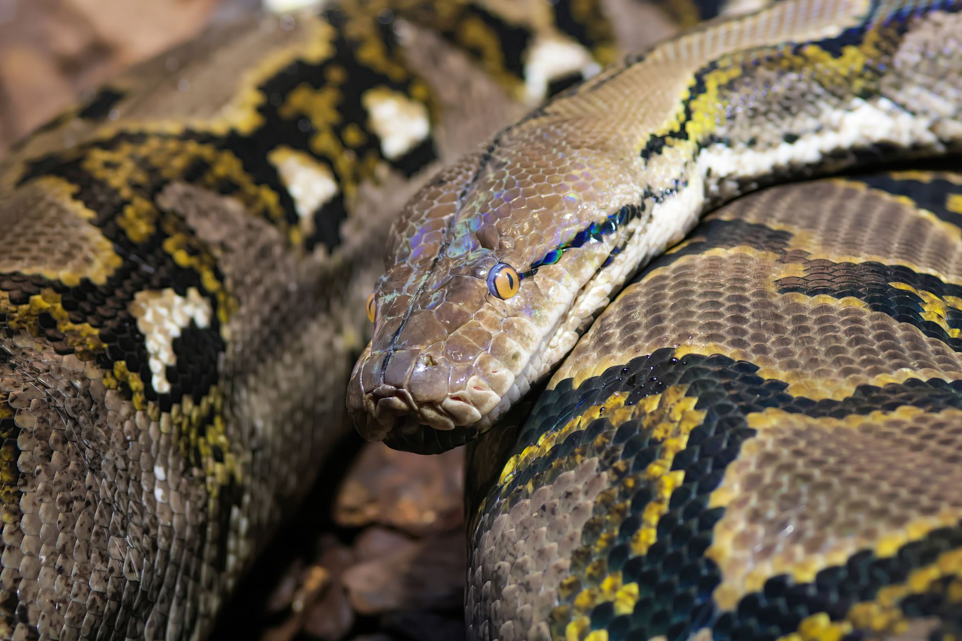 Python自动化抓取抖音评论时的并发线程安全机制解析