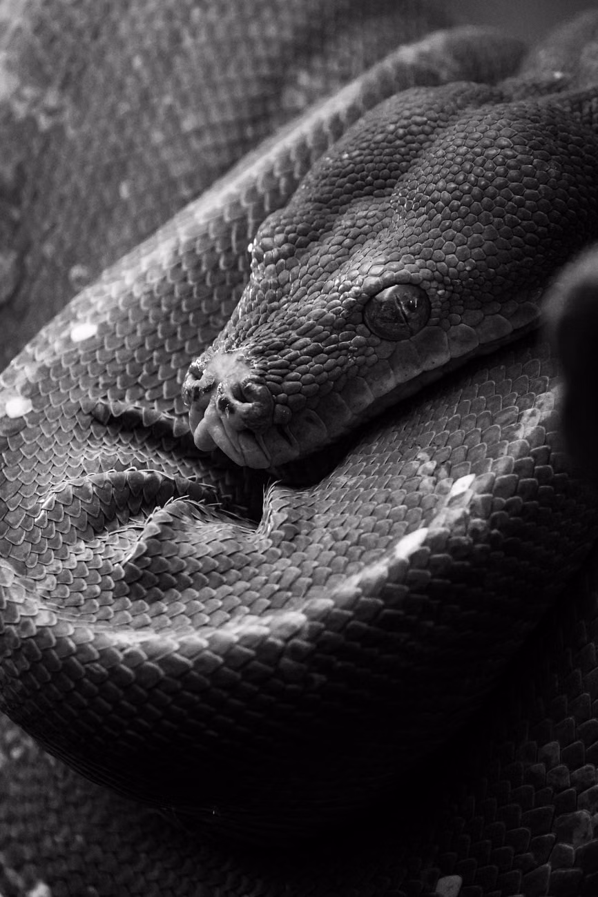 Python异步爬取B站视频时的加密流量解析技术