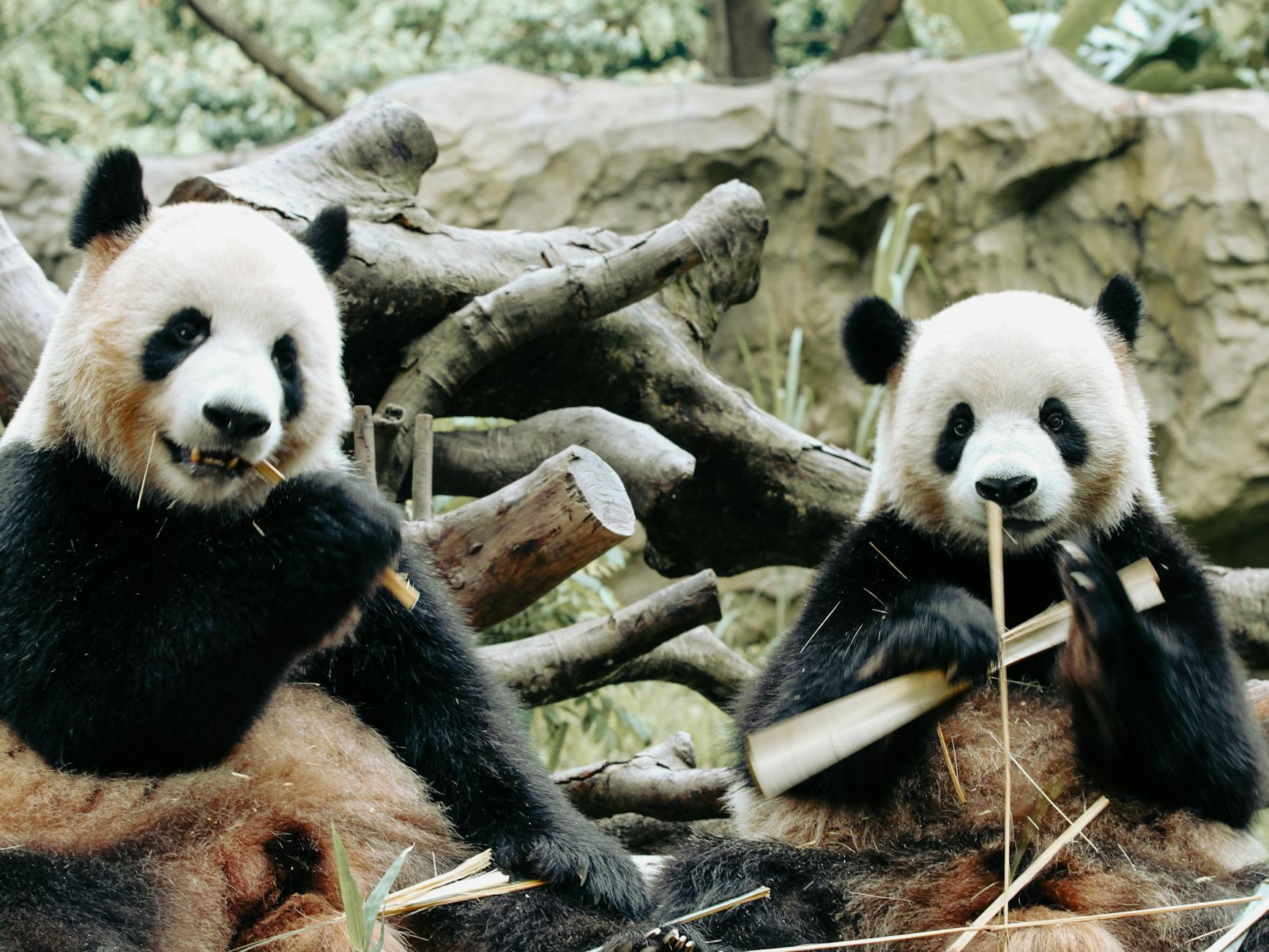 Python自动化数据清洗：Pandas脚本+企编云数据处理速度测试（含处理时间曲线）