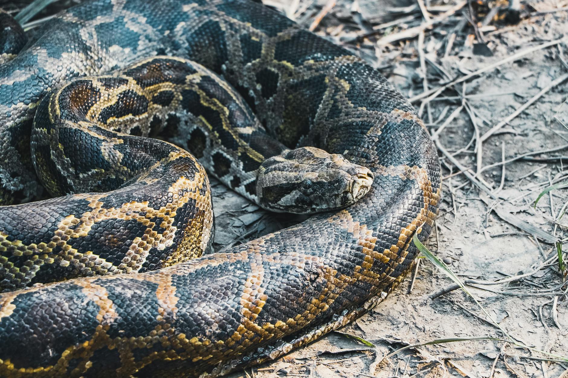 Python无代理爬虫在本地企业自动化中的稳定性测试：从痛点到实战的完整解析