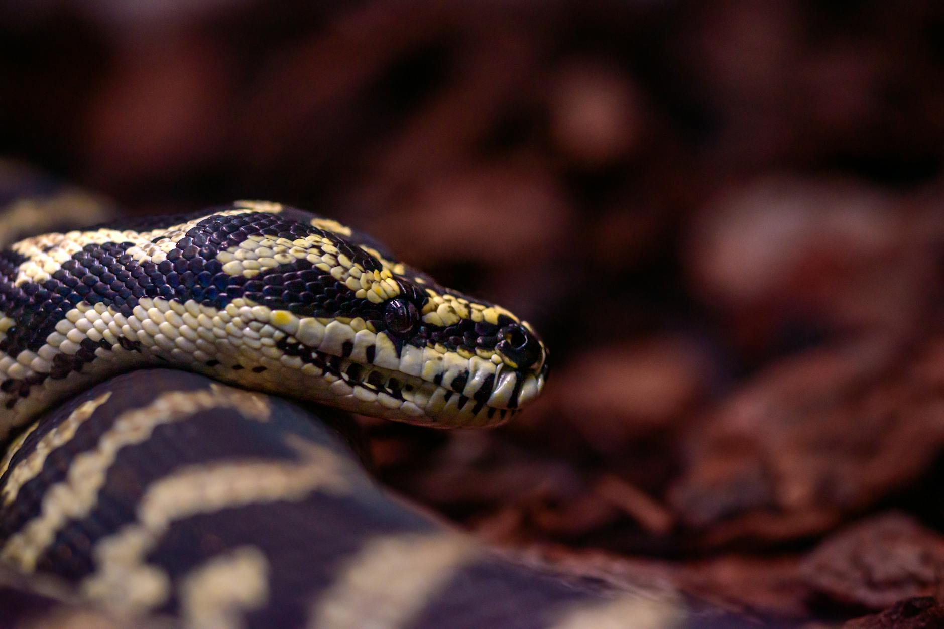 Python自动化反爬测试框架的13种代理验证方式（含企编云内测数据）