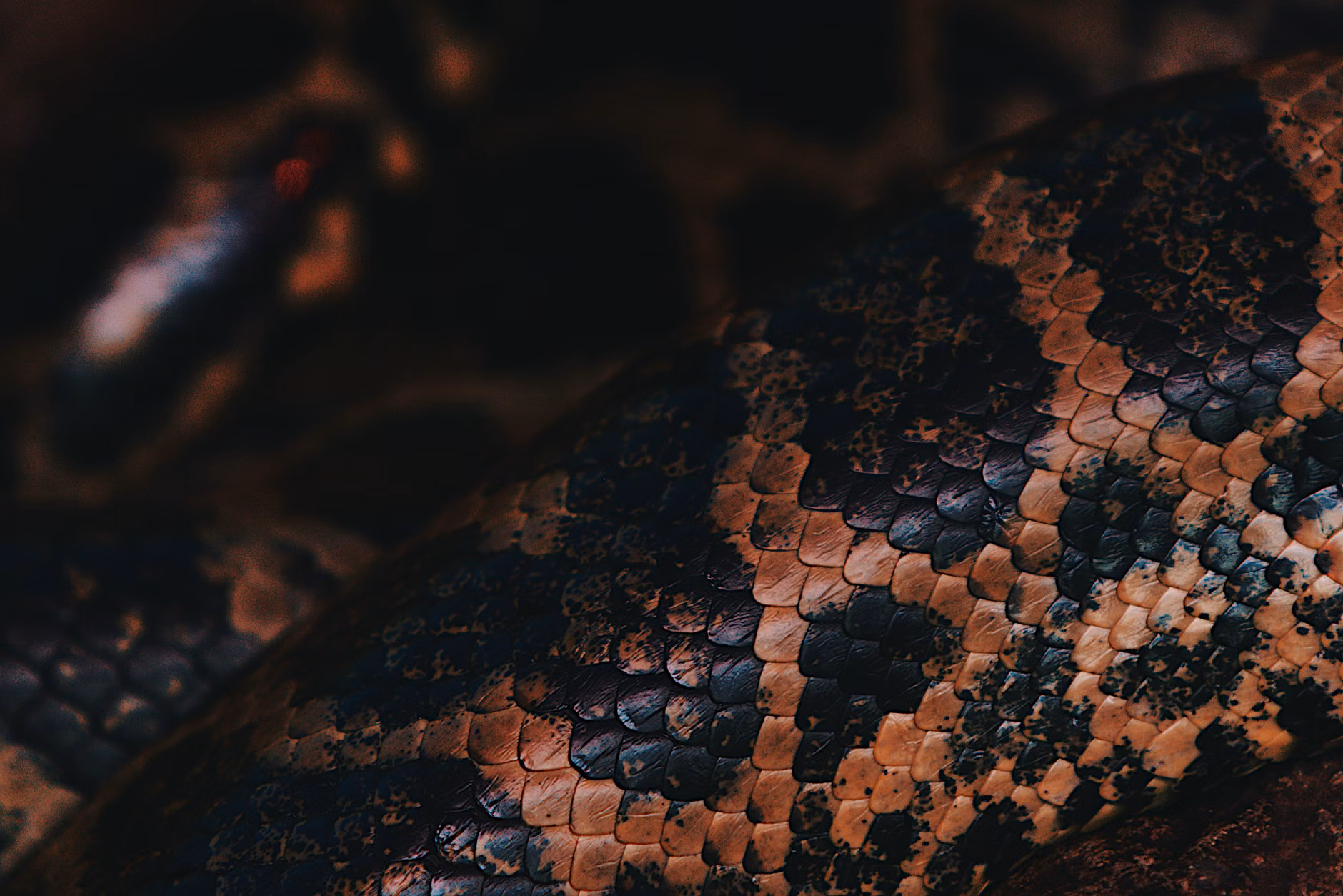 Python自动化框架装饰器模式实现批量任务监控的实战解析