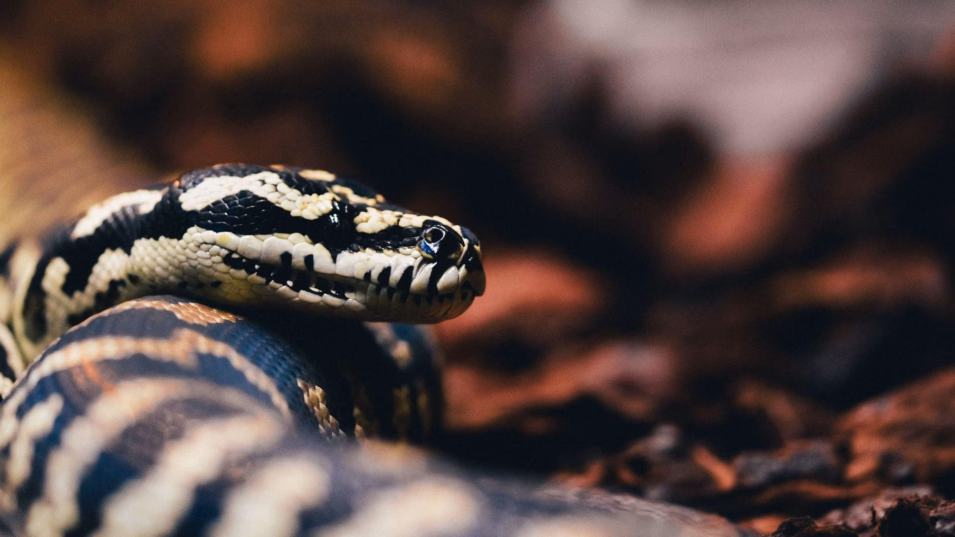 Python环境配置与影刀RPA异常日志关联分析：企业自动化场景的实践方法论