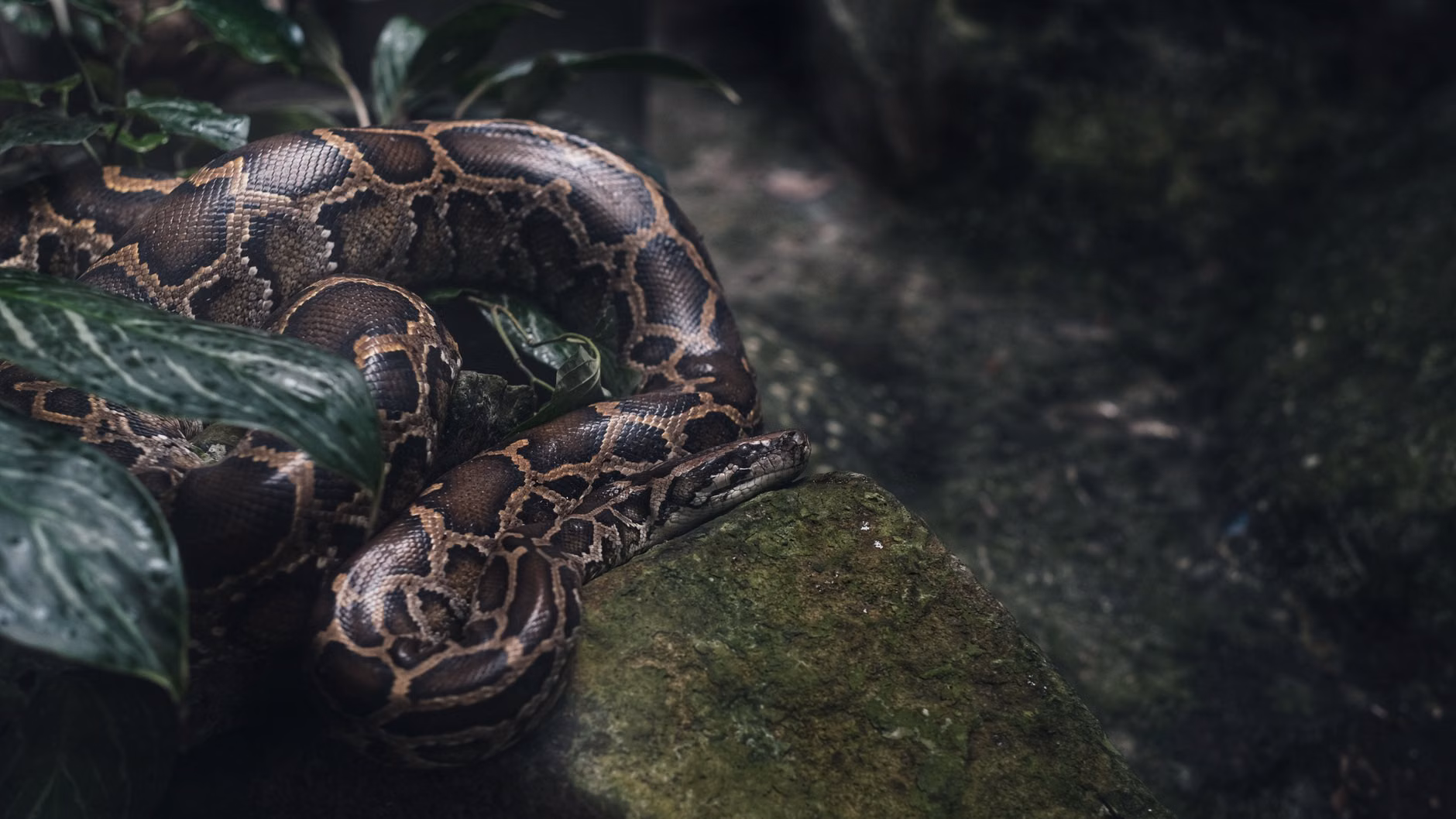 Python多服务架构压测报告：10万+评论数据场景下的性能优化实践